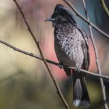 42337 - Digiscoping Adapter Q, Q2